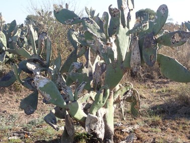  damaged prickly pear plantg